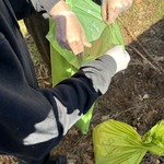 uczniowie sprzątają Las na Pietraszach 3.jpg